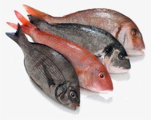 Fresh Fish Png - Cold Store Fish And Meat