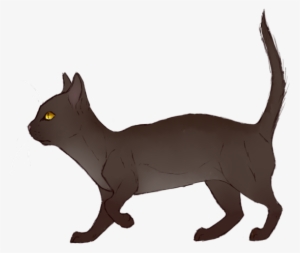 Rattle - Domestic Short-haired Cat