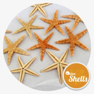 Starfish Natural Small 6-8cm - Starfish