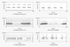 Spectrograms Of The Begging Calls Of Three Host Parasite - Grey Warbler