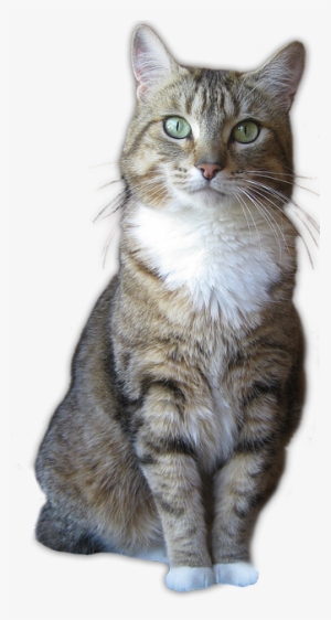 Previous - Cat