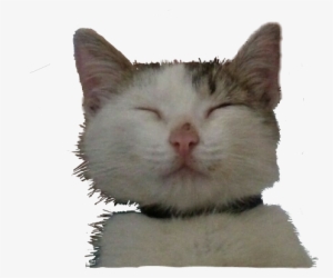 Happycat Happy Fine Cats Catsticker Happiness - Domestic Short-haired Cat