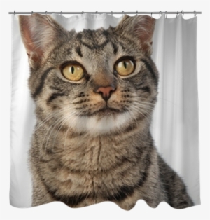 Wide Eyed Curious Happy Cat - Zenpet Procone Recovery Cone By Zenpet - Dog Collar