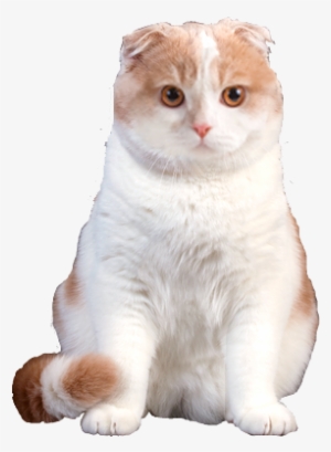 Why Choose A Scottish Fold Cat To Be The Star Of Your - Scottish Fold Cat Png