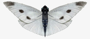 Ambient Small White Butterfly - Moth