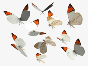 Great Orange Tip Butterfly Png By Madetobeunique On - Butterfly Png Deviantart