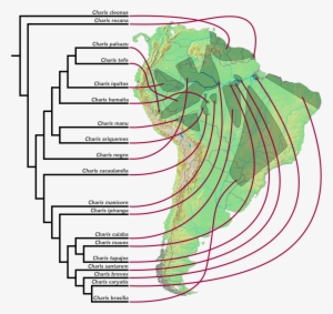 Area Cladogram Of Charis Butterflies - Anagenesis And Sympatric Speciation