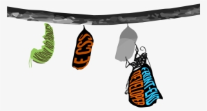 Images/figures/butterfly