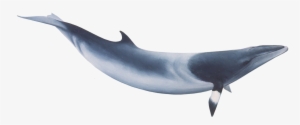 Minke Whale Png