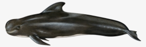 Short-finned Pilot Whale - Short Finned Pilot Whale