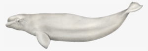 Beluga Whale - Scientific Beluga Whale Illustration