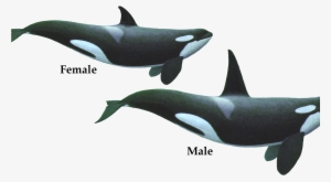 Couple Of Killer Whale Png Image Hd Wallpaper Download - Orca Geometric