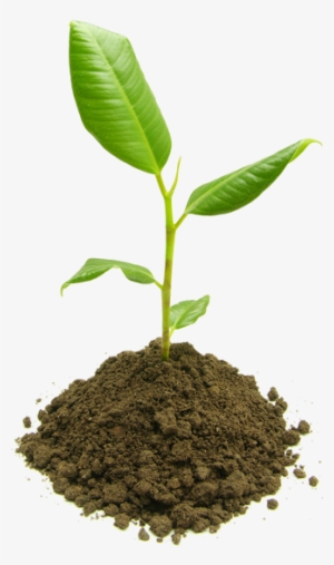 The New Scouter Award Is - Jeune Pousse D Arbre