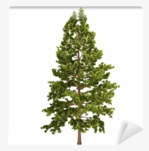 十萬個為什麼:木本植物篇