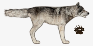 Wolf - Zoo Tycoon 2 Wolf