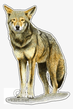 Red Wolf Decal - Canidae Family
