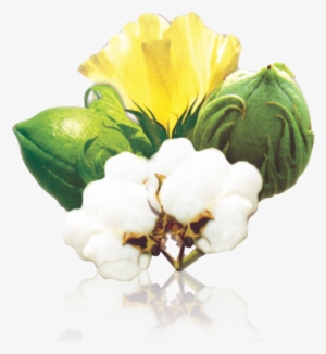 Previous - Next - Cotton Seeds Png