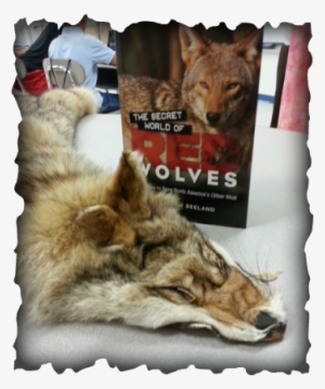 Picture - Secret World Of Red Wolves By T. Delene Beeland