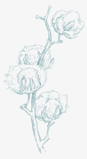 In The Beginning - Cotton Sketch