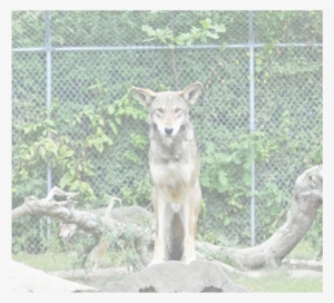Picture - ) - Red Wolf