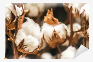 Cotton