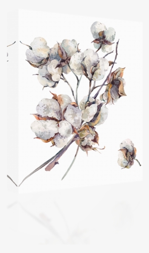 Cotton Water Color - Cotton Flower Watercolor