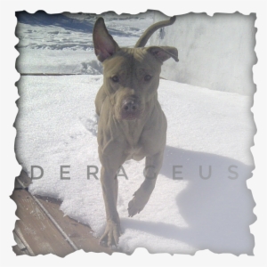 Ammons' Hemphill Red Wolf - Makan Untuk Kesihatan Resipi Kehidupan Sihat