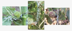 Plants Dry Become Stunted And Dry - Cotton