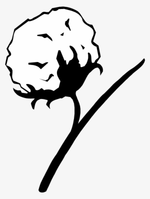 Cotton Plant Drawing