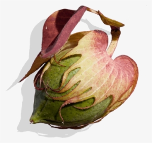 Cotton With Xtendflex® Technology - Cotton Picker