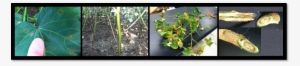 Cotton Diseases And Nematodes - .com