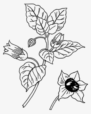 Cotton Plant Drawing - Belladonna Plant Sketch