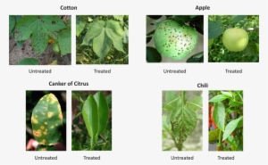 Organic / Herbal Crop Protection