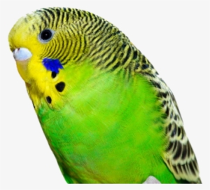 Budgie - Birthday Wishes For Parrot