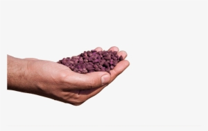 Sublayer - Gold Colour Cotton Seeds