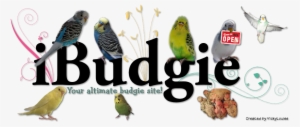 Budgie Word