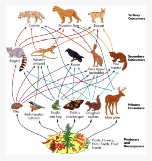 Download Tropical Rainforest Food Web Clipart Amazon - Temperate Grassland Animals Food Web