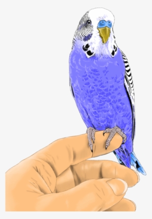 Budgie - Parakeet
