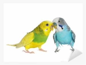 Budgerigar Isolated On White, , Budgie Sticker • Pixers® - Tapeta Papużka Falista
