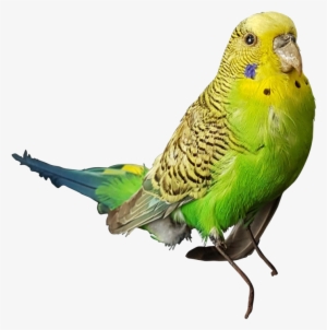 Taxidermy Budgerigar - Budgerigar