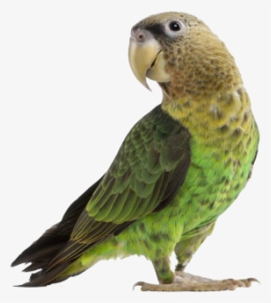 Discouraging Egg Laying In Pet Birds