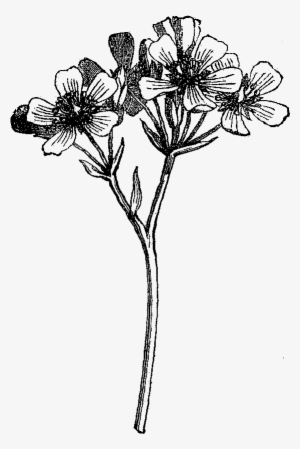 Digital Wildflower Downloads - Flowers Png Black And White