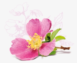 Aqua, Coco Glucoside, Sodium Coco Sulfate, Sucrose, - Cosmetics