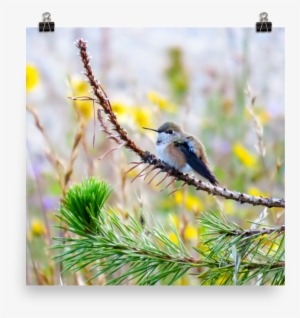 Perched Hummingbird With Rufous Flanks And Yellow Flowers - Yellow Rumped Warbler
