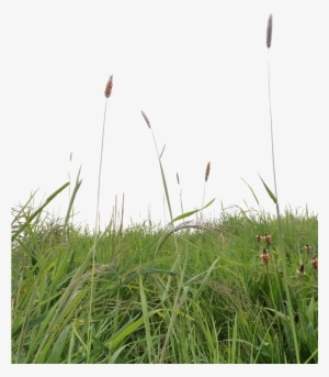 Grass2 By Mindsqueeze - Sweet Grass