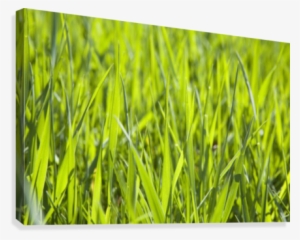 Calgary, Alberta, Canada - Canada