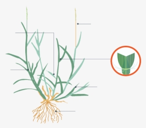 The Constant Running Back And Forth In The Same Location - Grass