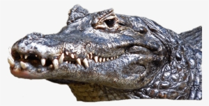 Caiman Head - Wild Crocodile