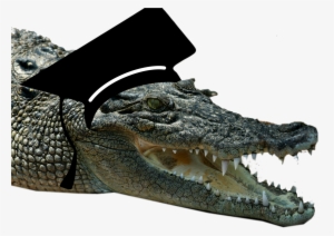 Crocodile [book]