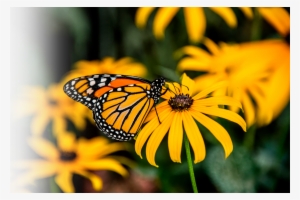 Bcgrasslands Photosm-monarch - Common Milkweed - Four (4) Live Plants - Asclepias